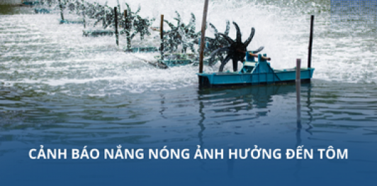 Cảnh báo nắng nóng ảnh hưởng đến tôm